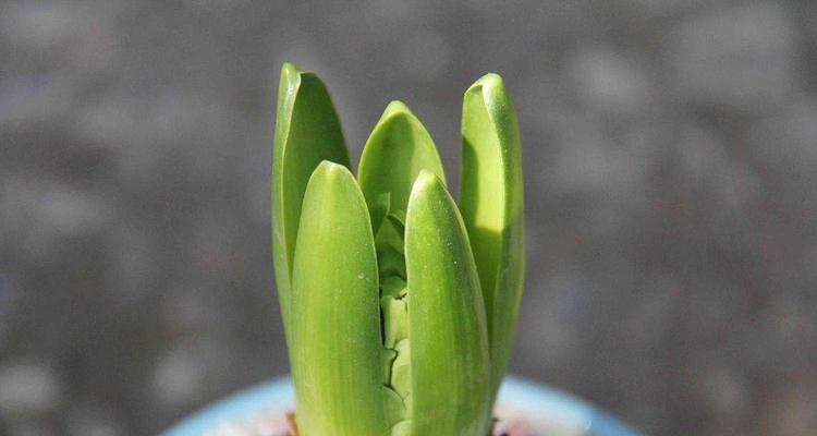 风信子刚种下需要立即浇水吗？多久浇一次合适？
