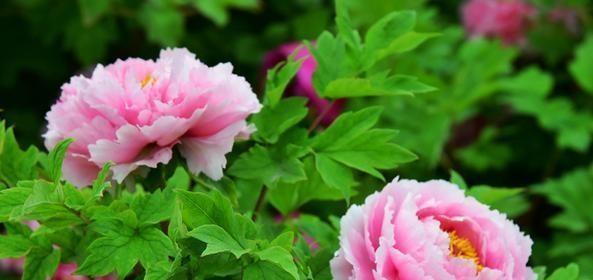 牡丹菊的花语是什么？它的寓意有哪些特点？