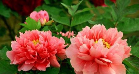 牡丹菊的花语是什么？它的寓意有哪些特点？