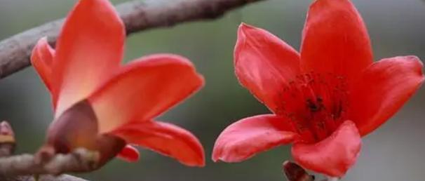 木棉花的花语含义是什么？如何解读木棉花的象征意义？