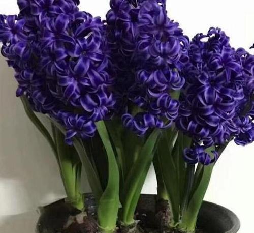 风信子花谢后应该怎么做？花谢后养护方法有哪些？