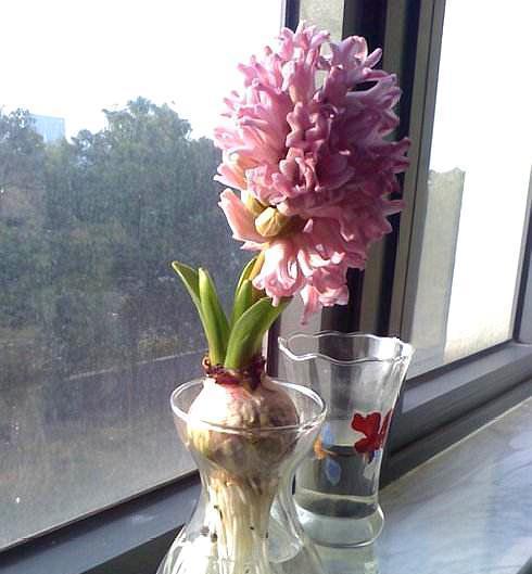风信子花谢后应该怎么做？花谢后养护方法有哪些？