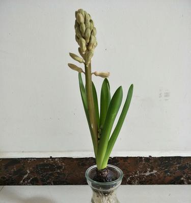 风信子花谢后应该怎么做？花谢后养护方法有哪些？