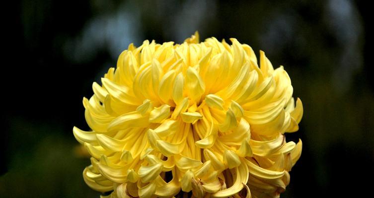 南通市花是菊花吗？菊花在南通象征着什么意义？