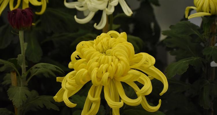 南通市花是菊花吗？菊花在南通象征着什么意义？