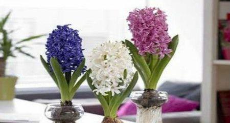 风信子花留种子的方法是什么？需要多长时间才能收获？