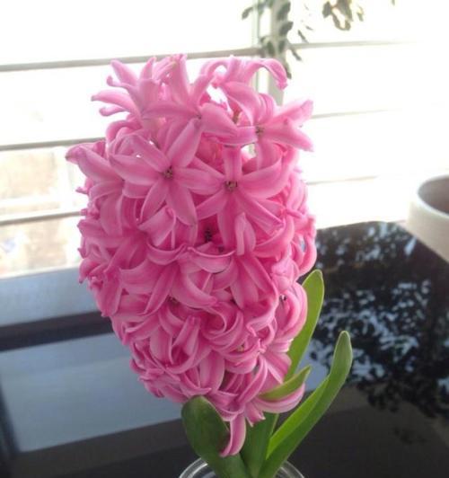 风信子会开花吗？开花时是什么样子的？