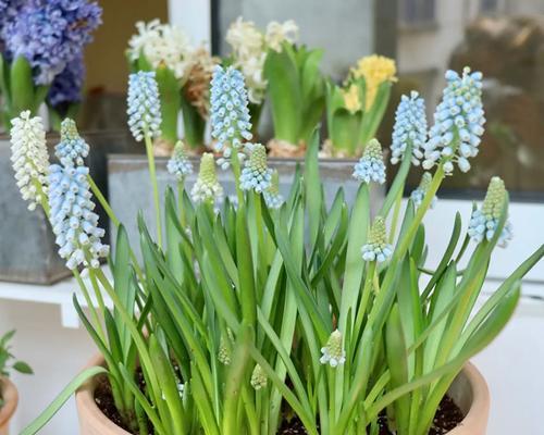 风信子会开花吗？开花时是什么样子的？