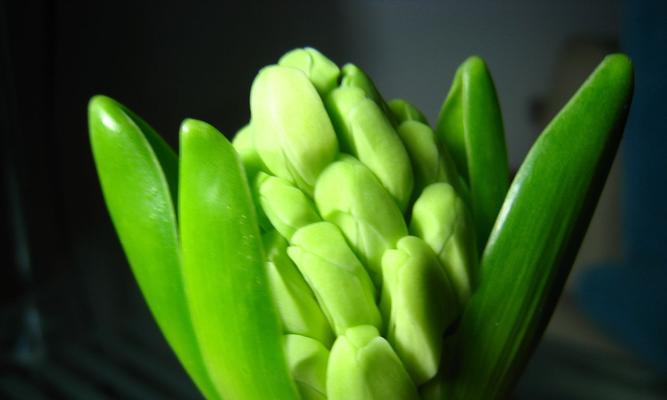 风信子浇水频率如何根据季节调整？春夏秋冬浇水指南是什么？