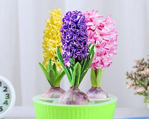 风信子最佳种植时间是什么时候？适合春季还是秋季种植？