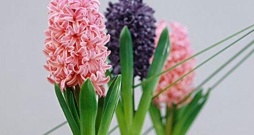 风信子最佳种植时间是什么时候？适合春季还是秋季种植？