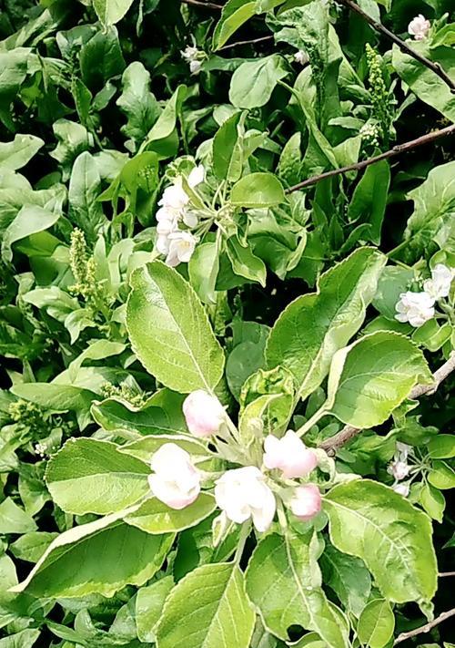 苹果花代表什么意思？苹果花的象征意义有哪些？