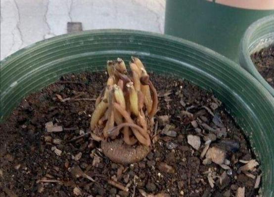 风信子开完花后如何处理？需要注意哪些事项？