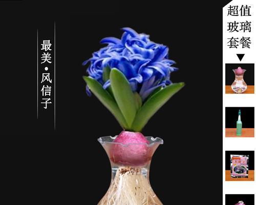 风信子水培可行吗？水培风信子的正确方法是什么？