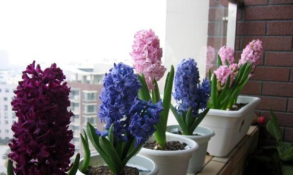 风信子可以用土养吗？如何正确种植风信子？