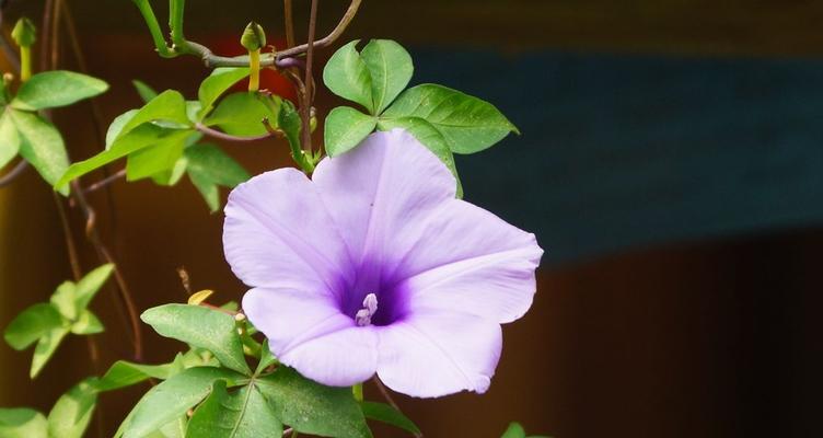 牵牛花代表什么意思？如何解读牵牛花的花语含义？