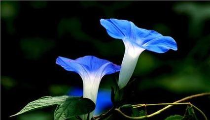 牵牛花代表什么意思？如何解读牵牛花的花语含义？