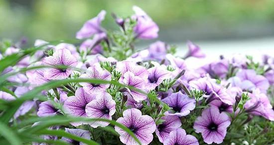 牵牛花代表什么意思？如何解读牵牛花的花语含义？