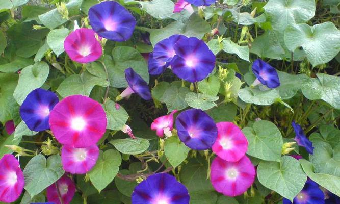 牵牛花的花语是什么？它的寓意和象征意义有哪些？
