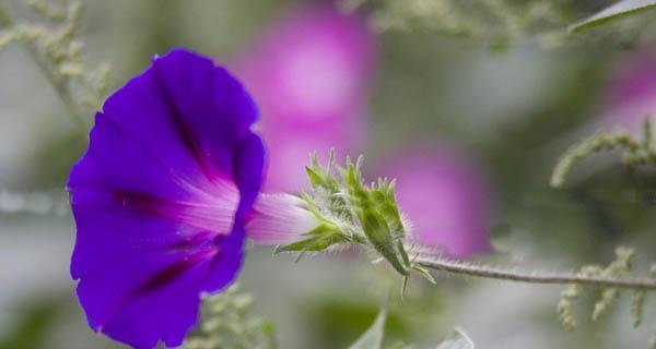 牵牛花的花语是什么？它的寓意和象征意义有哪些？