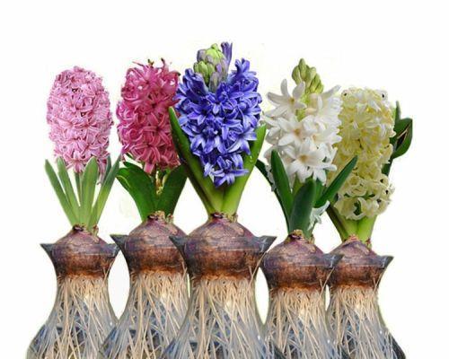 风信子最佳种植季节是什么时候？种植后多久会开花？