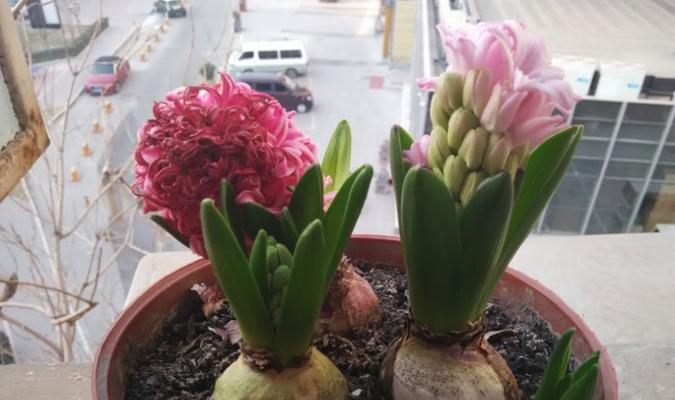 风信子最佳种植时间是什么时候？如何确保种植成功？