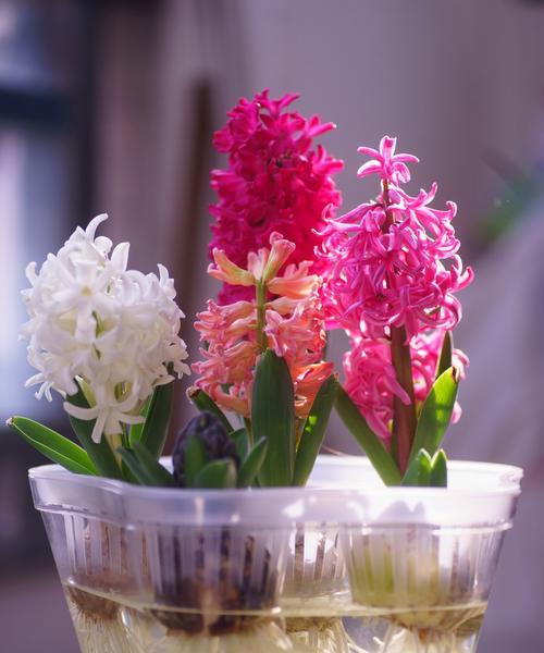 风信子最佳种植时间是什么时候？如何确保种植成功？