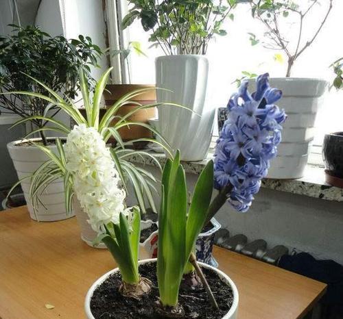 风信子生长需要哪些环境条件？其生长特点是什么？