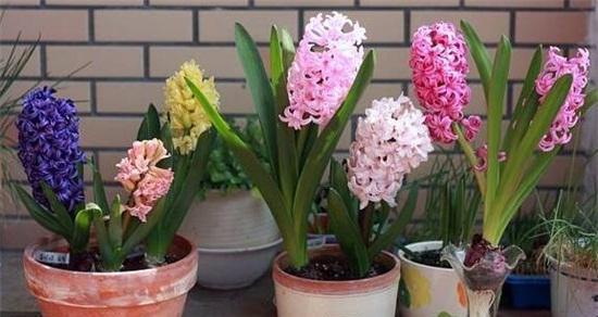 风信子是多年生还是年生植物？种植风信子的常见问题解答