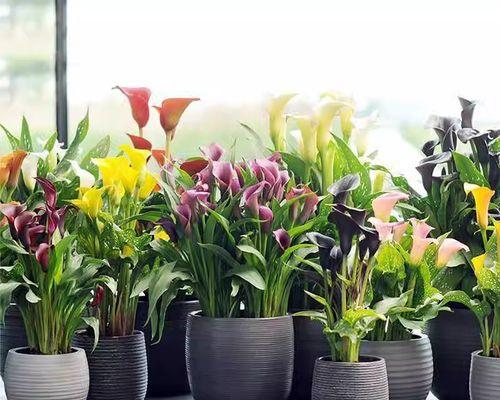 风信子是多年生植物吗？如何正确养护风信子？