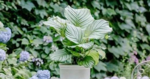 青苹果花象征什么？青苹果花的寓意有哪些？