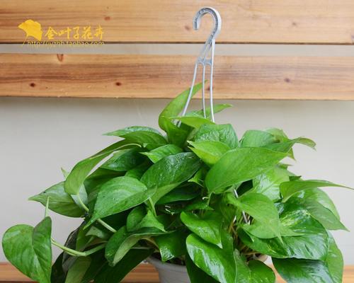 青苹果花象征什么？青苹果花的寓意有哪些？