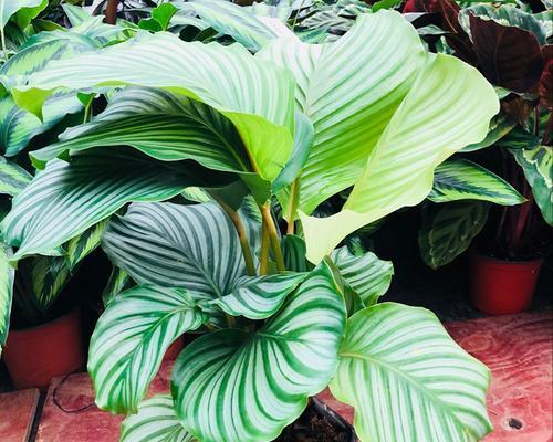 青苹果花象征什么？青苹果花的寓意有哪些？
