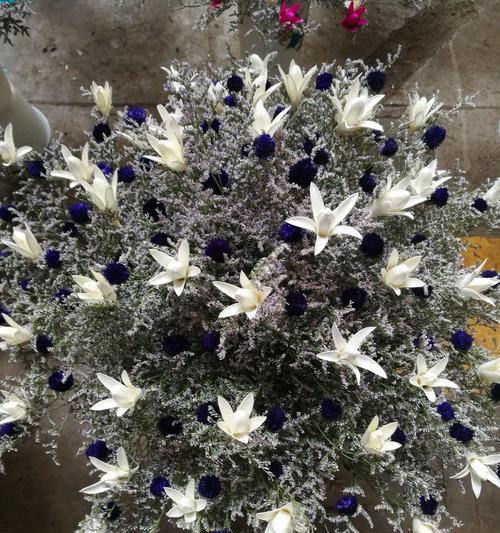情人草的花语是什么？情人草寓意着什么含义？