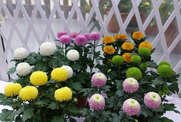 球菊的花语是什么？球菊的寓意有哪些常见问题？