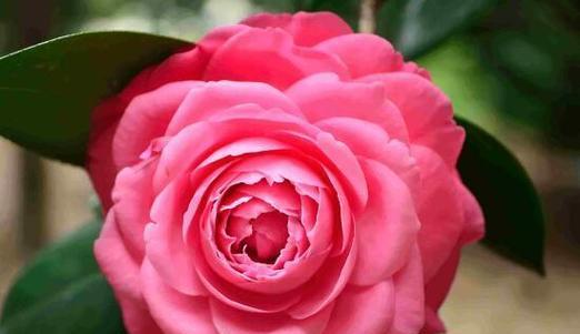 日本山茶花的花语是什么？它代表了哪些意义？