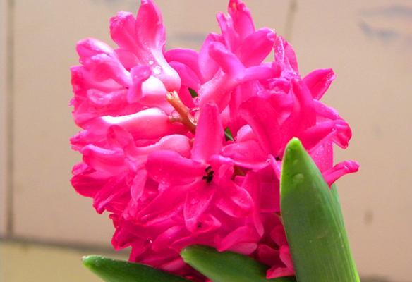风信子不同颜色代表什么花语？每种颜色的花语含义是什么？