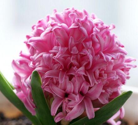 风信子不同颜色代表什么花语？每种颜色的花语含义是什么？
