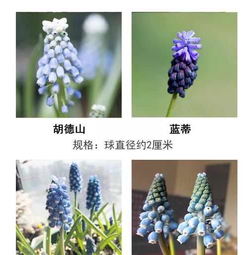 风信子喜阳还是喜阴？如何正确养护风信子以确保其健康生长？