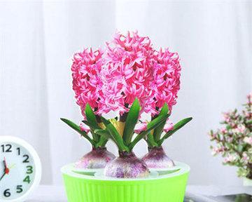 风信子夏天养护方法是什么？如何避免高温对风信子的伤害？