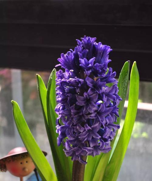 风信子养多久才能开花？开花前的养护要点是什么？