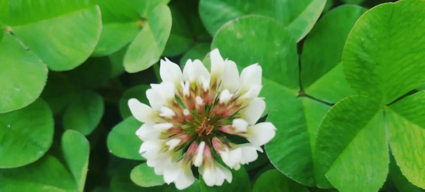 三叶草代表什么？它的花语和寓意有哪些常见问题解答？