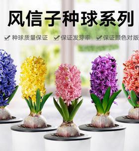 风信子用什么水养最好？水培风信子的正确方法是什么？