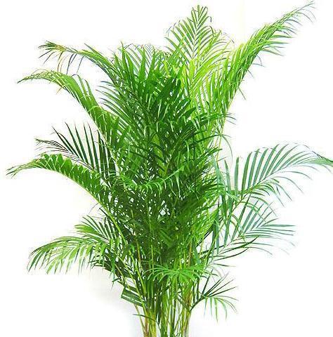 散尾葵开花吗？开花的寓意和兆头是什么？