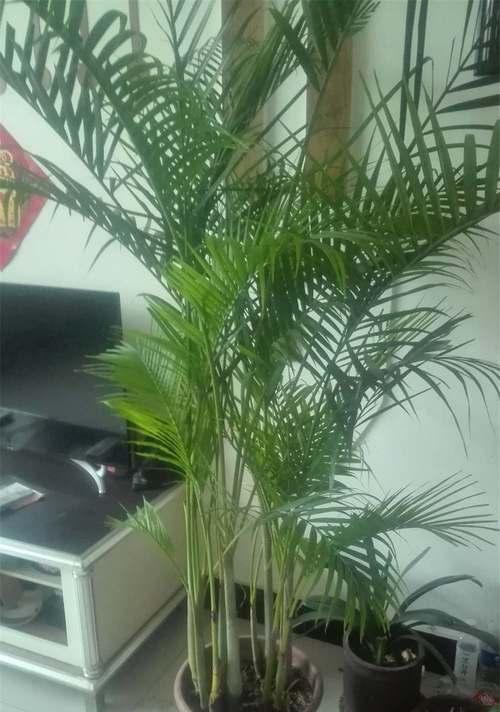 散尾葵开花吗？开花的寓意和兆头是什么？