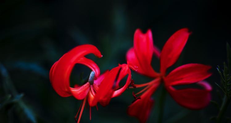 山丹花代表什么？山丹花的象征意义有哪些？