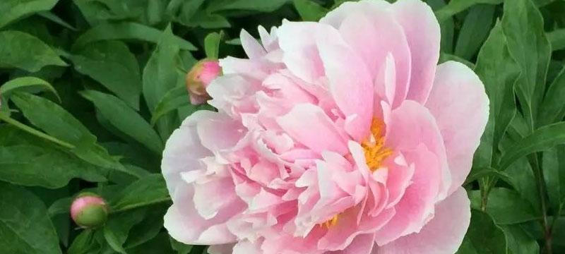 芍药花的花语是什么？它代表了哪些意义？