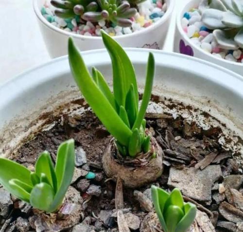 风信子什么时候种植最好？种植后多久开花？