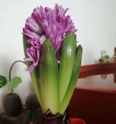 风信子什么时候种植最好？种植后多久开花？