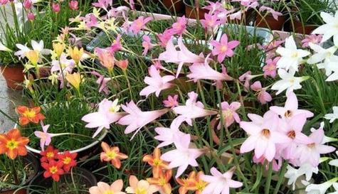 风雨兰不开花是什么原因？如何解决？